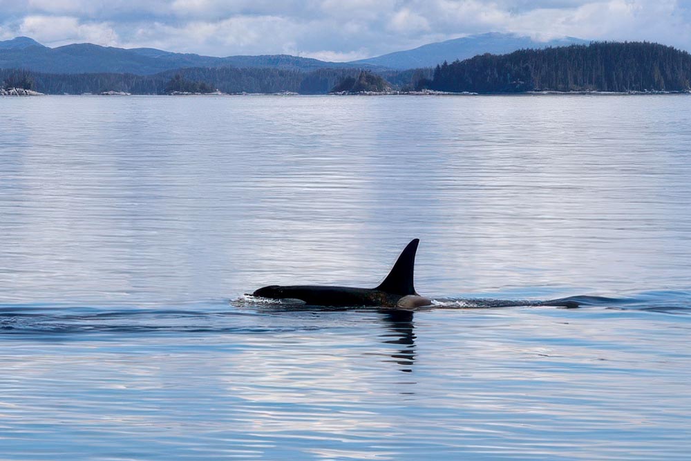 Species at Risk
